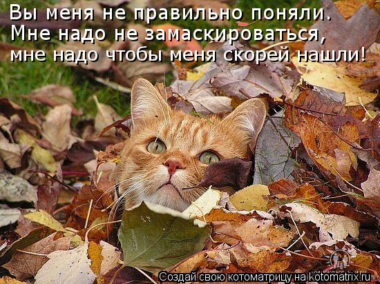 Котоматрица: Вы меня не правильно поняли. Мне надо не замаскироваться, мне надо чтобы меня скорей нашли!