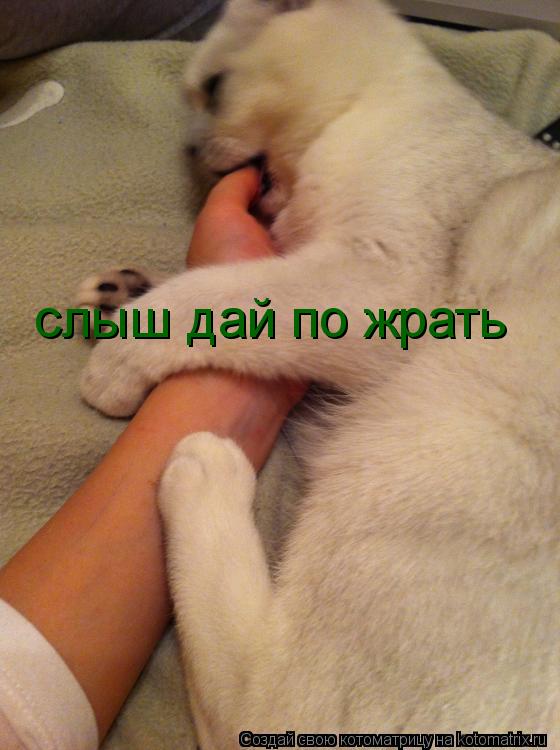 Котоматрица: слыш дай по жрать