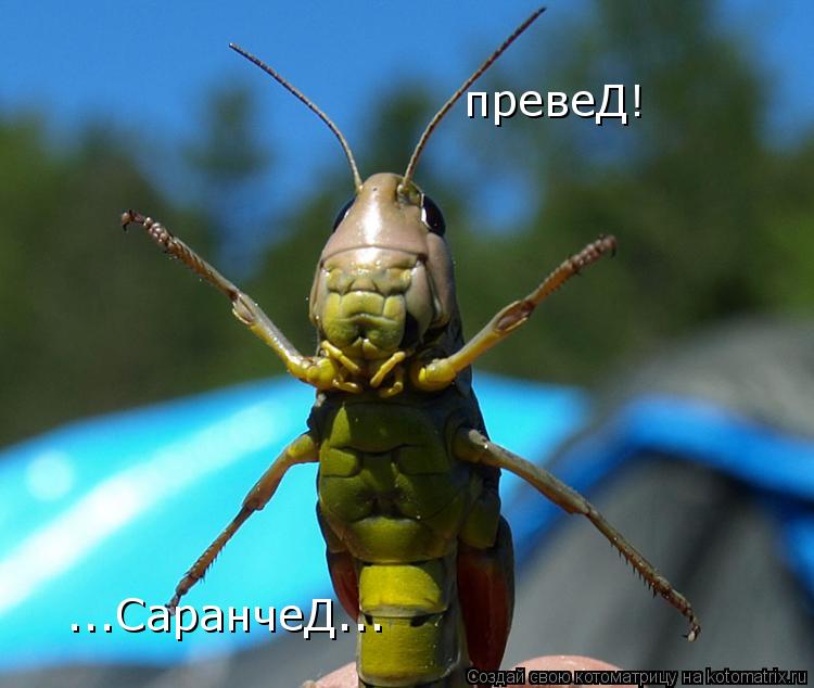 Котоматрица: превеД! ...СаранчеД...