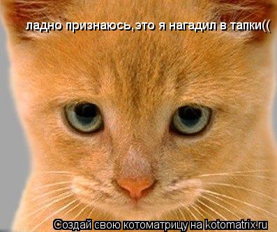 ладно признаюсь,это я нагадил в тапки((... Котоматрица: ладно признаюсь,это я нагадил в тапки((