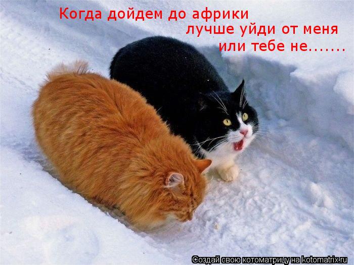 Когда дойдем до африки лучше уйди от меня или тебе не.......... Котоматрица: Когда дойдем до африки лучше уйди от меня или тебе не.......