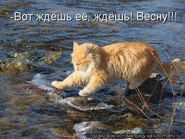 -Вот ждёшь её, ждёшь! Весну!!!... Котоматрица: -Вот ждёшь её, ждёшь! Весну!!!