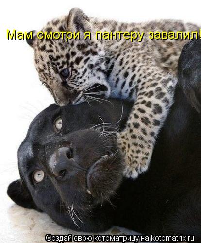 Мам смотри я пантеру завалил!... Котоматрица: Мам смотри я пантеру завалил!
