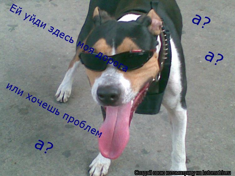 Ей уйди здесь моя дорога или хочешь проблем а? а? а?... Котоматрица: Ей уйди здесь моя дорога или хочешь проблем а? а? а?