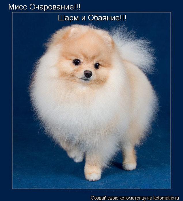 Мисс Очарование!!! Шарм и Обаяние!!!... Котоматрица: Мисс Очарование!!! Шарм и Обаяние!!!