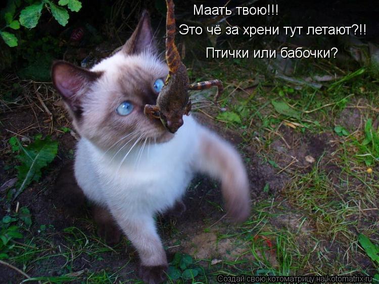 Маать твою!!! Это чё за хрени тут летают?!! Птички или бабочки?... Котоматрица: Маать твою!!! Это чё за хрени тут летают?!! Птички или бабочки?