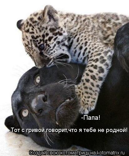 -Папа! -Тот с гривой,говорит,что я тебе не родной!... Котоматрица: -Папа! -Тот с гривой,говорит,что я тебе не родной!
