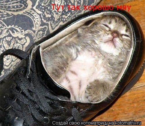 Котоматрица: Тут так хорошо мяу