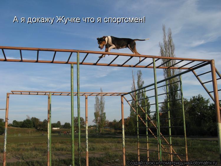 Котоматрица: А я докажу Жучке что я спортсмен!