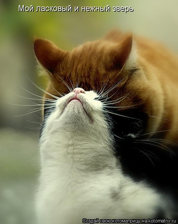 Котоматрица: Мой ласковый и нежный зверь