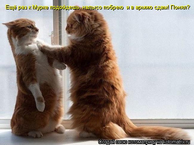 Котоматрица: Ещё раз к Мурке подойдешь, налысо побрею  и в армию сдам! Понял?