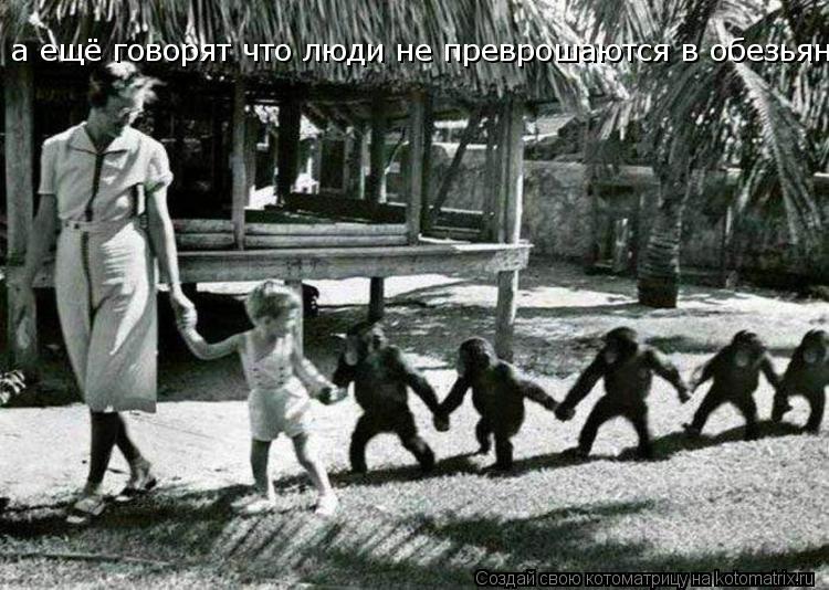 Котоматрица: а ещё говорят что люди не преврошаются в обезьян