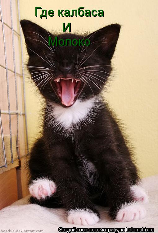Где калбаса И Молоко... Котоматрица: Где калбаса И Молоко