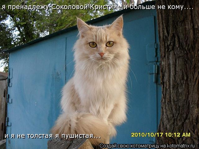 я пренадлежу Соколовой Кристине и больше не кому.... и я не толстая я пушистая...... Котоматрица: я пренадлежу Соколовой Кристине и больше не кому.... и я не толстая я пушистая...