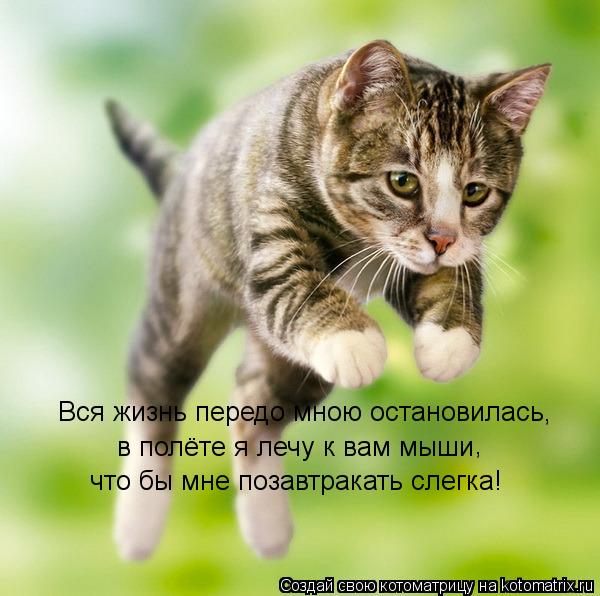 Вся жизнь передо мною остановилась, в полёте я лечу к вам мыши что бы мне позавтракать слегка! ,... Котоматрица: Вся жизнь передо мною остановилась, в полёте я лечу к вам мыши что бы мне позавтракать слегка! ,