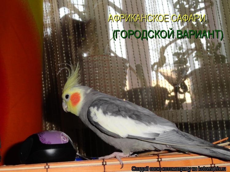 АФРИКАНСКОЕ САФАРИ (ГОРОДСКОЙ ВАРИАНТ)... Котоматрица: АФРИКАНСКОЕ САФАРИ (ГОРОДСКОЙ ВАРИАНТ)