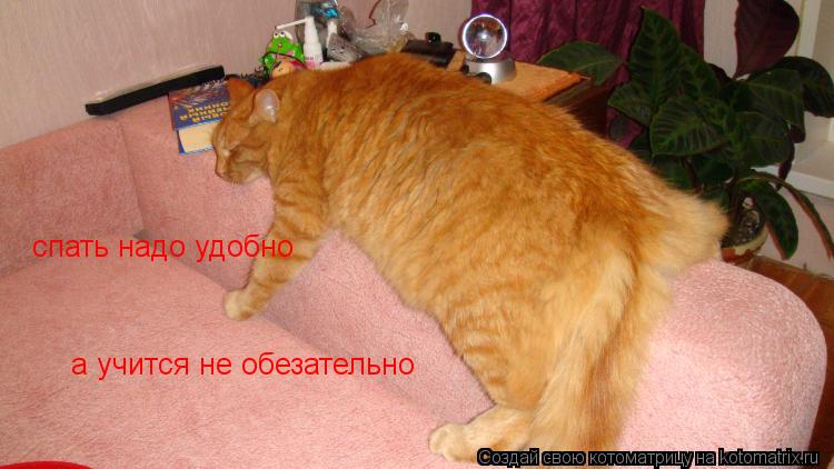 а учится не обезательно спать надо удобно... Котоматрица: а учится не обезательно спать надо удобно