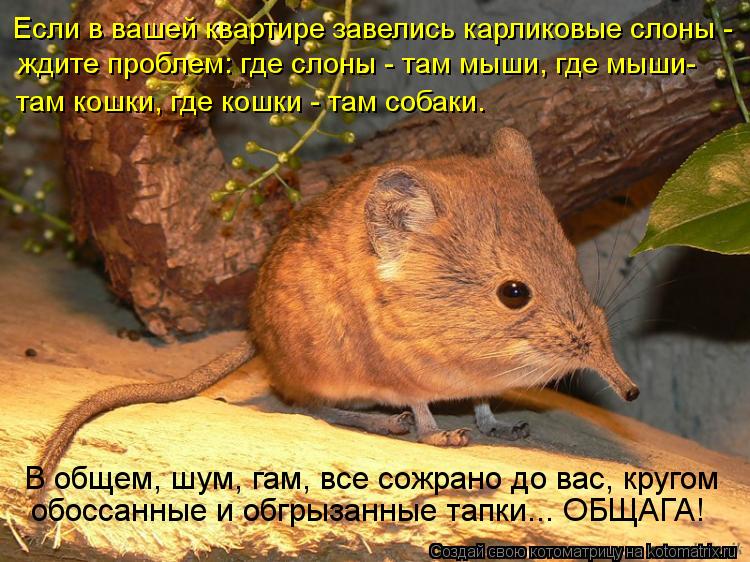 Если в вашей квартире завелись карликовые слоны - ждите проблем: где слоны - там мыши, где мыши- там... Котоматрица: Если в вашей квартире завелись карликовые слоны - ждите проблем: где слоны - там мыши, где мыши- там кошки, где кошки - там собаки. В общем, шум,