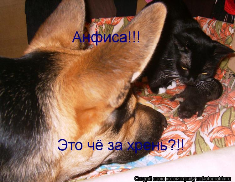 Анфиса!!! Это чё за хрень?!!... Котоматрица: Анфиса!!! Это чё за хрень?!!