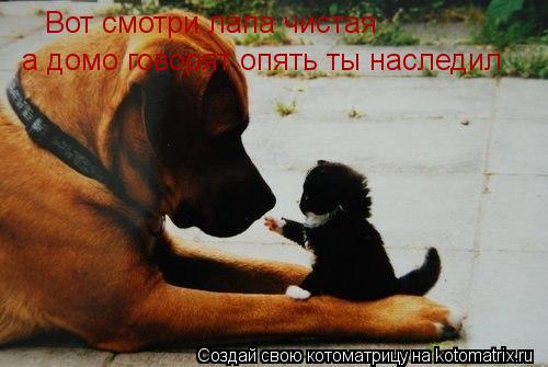Вот Вот смотри лапа чистая а домо говорят опять ты наследил... Котоматрица: Вот Вот смотри лапа чистая а домо говорят опять ты наследил