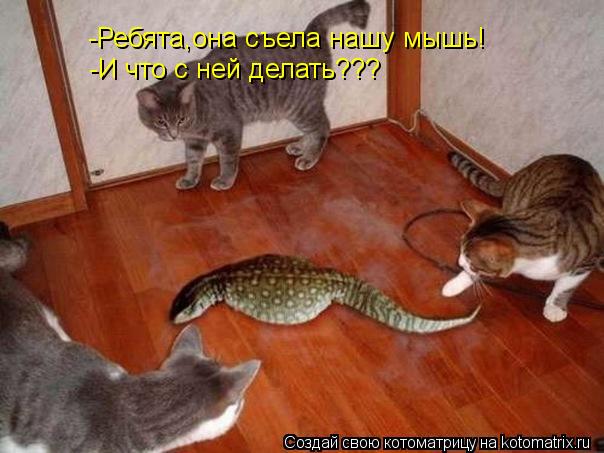 -Ребята,она съела нашу мышь! -И что с ней делать???... Котоматрица: -Ребята,она съела нашу мышь! -И что с ней делать???