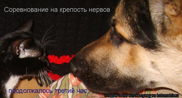Соревнование на крепость нервов продолжалось третий час ...... Котоматрица: Соревнование на крепость нервов продолжалось третий час ...