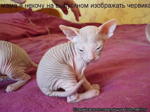 мама я нехочу на выпускном изображать червика... Котоматрица: мама я нехочу на выпускном изображать червика