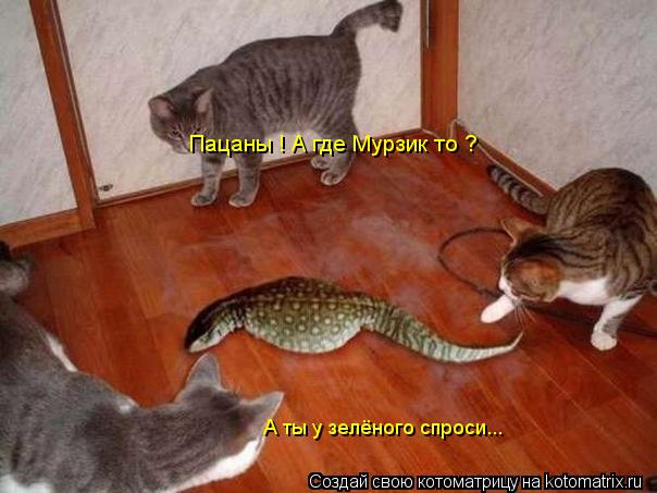 Пацаны ! А где Мурзик то ? А ты у зелёного спроси...... Котоматрица: Пацаны ! А где Мурзик то ? А ты у зелёного спроси...