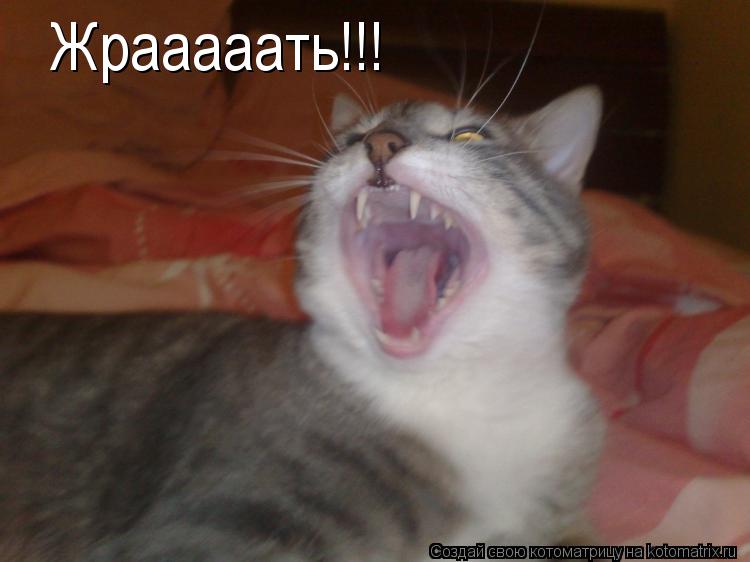 Жрааааать!!!... Котоматрица: Жрааааать!!!