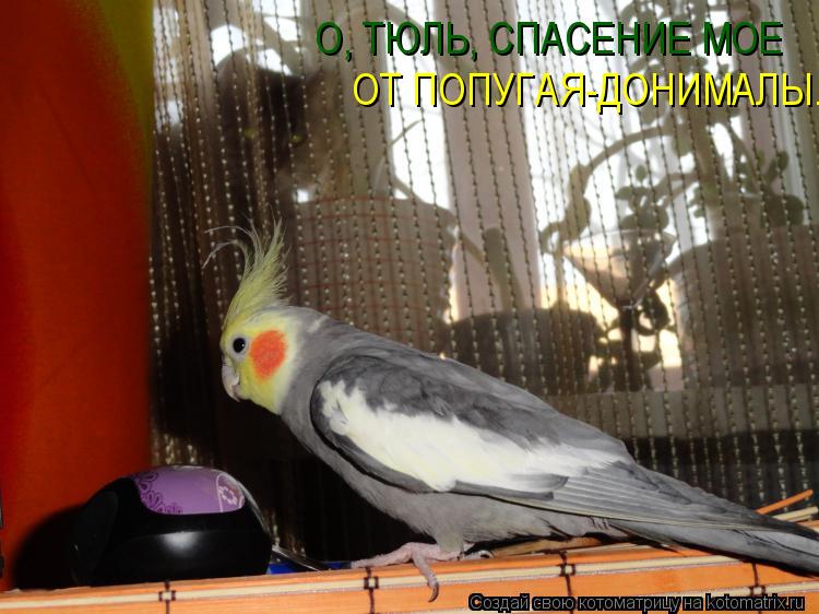 О, ТЮЛЬ, СПАСЕНИЕ МОЕ ОТ ПОПУГАЯ-ДОНИМАЛЫ...... Котоматрица: О, ТЮЛЬ, СПАСЕНИЕ МОЕ ОТ ПОПУГАЯ-ДОНИМАЛЫ...