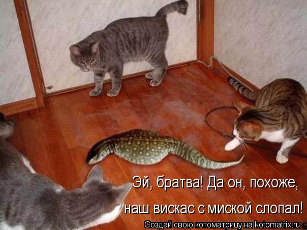 Эй, братва! Да он, похоже, наш вискас с миской слопал!... Котоматрица: Эй, братва! Да он, похоже, наш вискас с миской слопал!