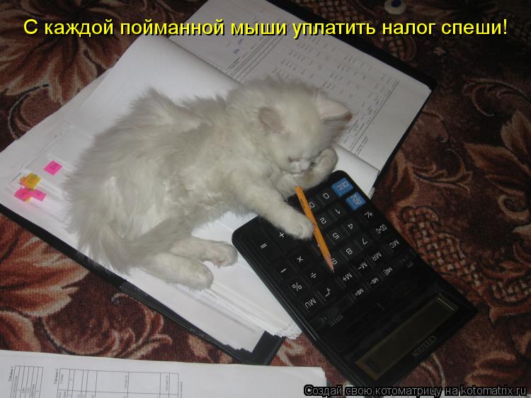 С каждой пойманной мыши уплатить налог спеши!... Котоматрица: С каждой пойманной мыши уплатить налог спеши!