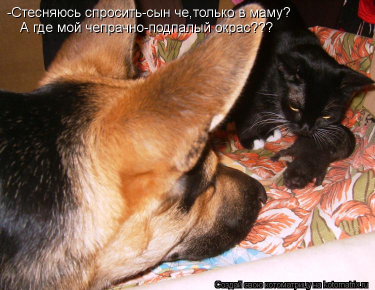 -Стесняюсь спросить-сын че,только в маму? А где мой чепрачно-подпалый окрас???... Котоматрица: -Стесняюсь спросить-сын че,только в маму? А где мой чепрачно-подпалый окрас???