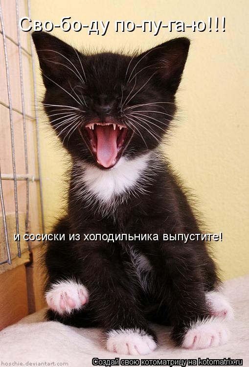 Сво-бо-ду по-пу-га-ю!!! и сосиски из холодильника выпустите!... Котоматрица: Сво-бо-ду по-пу-га-ю!!! и сосиски из холодильника выпустите!