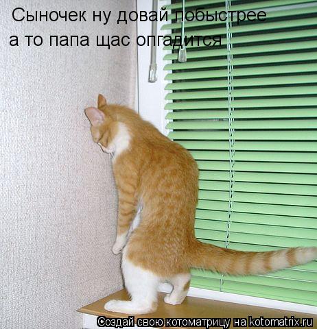 Сыночек ну довай побыстрее а то папа щас опгадится... Котоматрица: Сыночек ну довай побыстрее а то папа щас опгадится
