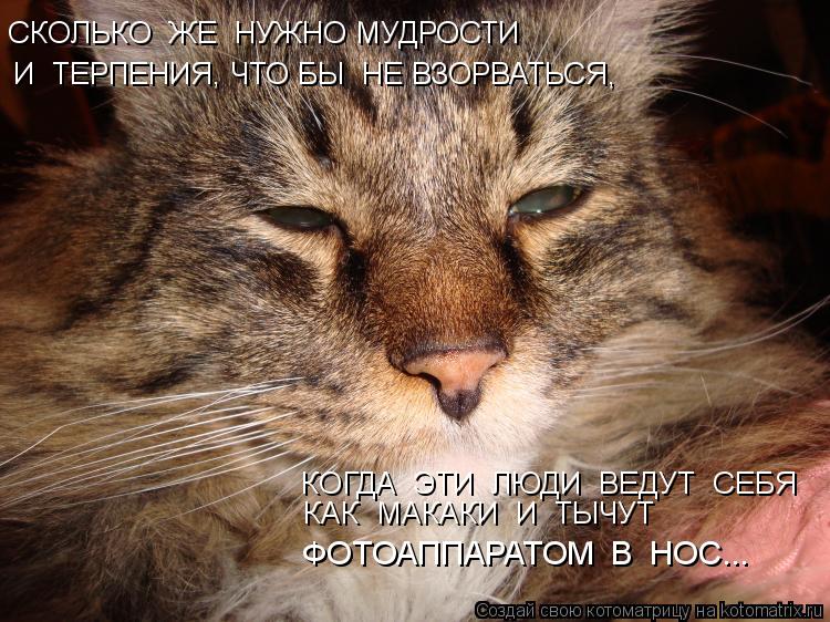СКОЛЬКО ЖЕ НУЖНО МУДРОСТИ И ТЕРПЕНИЯ, ЧТО БЫ НЕ ВЗОРВАТЬСЯ, КОГДА ЭТИ ЛЮДИ ВЕДУТ СЕБЯ КАК М... Котоматрица: СКОЛЬКО ЖЕ НУЖНО МУДРОСТИ И ТЕРПЕНИЯ, ЧТО БЫ НЕ ВЗОРВАТЬСЯ, КОГДА ЭТИ ЛЮДИ ВЕДУТ СЕБЯ КАК МАКАКИ И ТЫЧУТ ФОТОАППАРАТОМ В НОС...