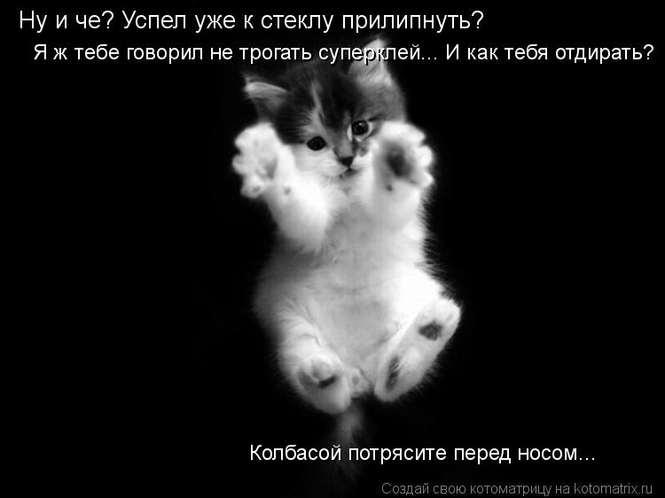 Ну и че? Успел уже к стеклу прилипнуть? Я ж тебе говорил не трогать суперклей... И как тебя отдирать?... Котоматрица: Ну и че? Успел уже к стеклу прилипнуть? Я ж тебе говорил не трогать суперклей... И как тебя отдирать? Колбасой потрясите перед носом...