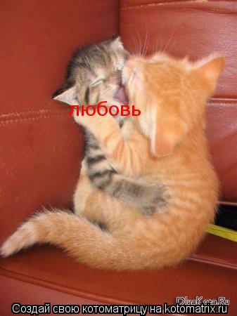 любовь... Котоматрица: любовь
