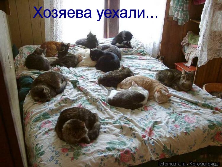 Хозяева уехали...... Котоматрица: Хозяева уехали...