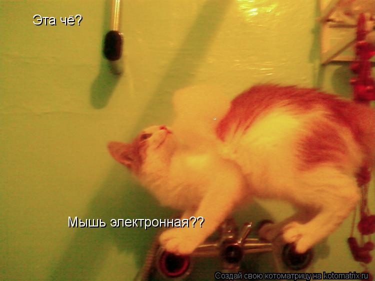 Эта чё? Мышь электронная??... Котоматрица: Эта чё? Мышь электронная??