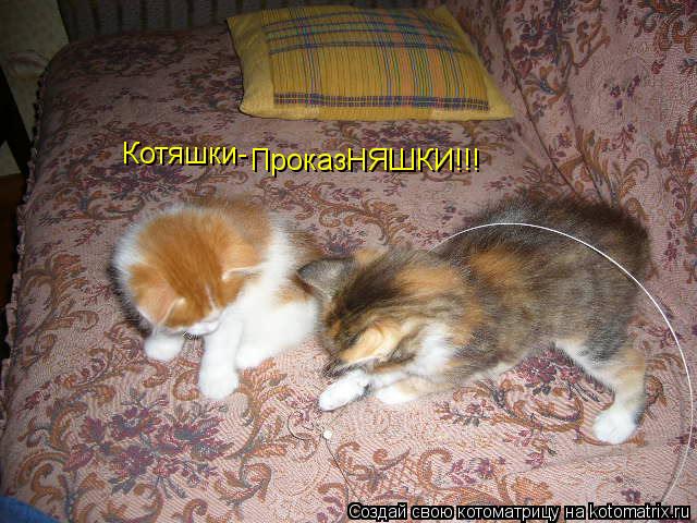 ПроказНЯШКИ!!! Котяшки-... Котоматрица: ПроказНЯШКИ!!! Котяшки-
