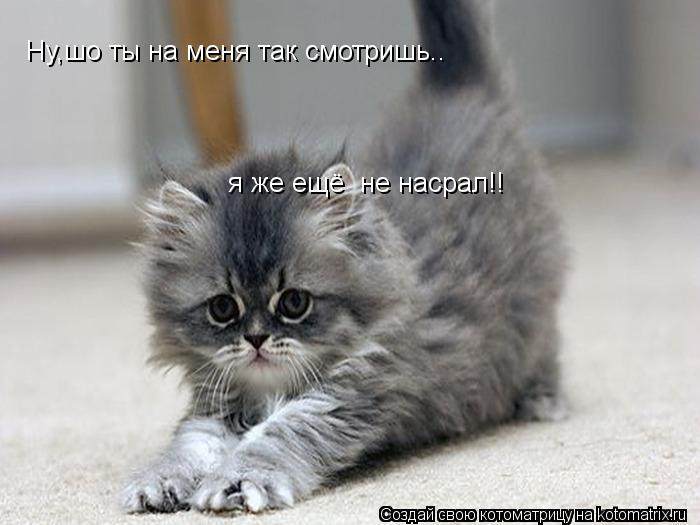 Ну,шо ты на меня так смотришь.. я же ещё не насрал!!... Котоматрица: Ну,шо ты на меня так смотришь.. я же ещё не насрал!!