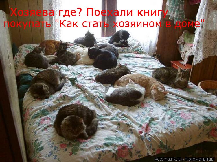Хозяева где? Поехали книгу покупать "Как стать хозяином в доме"... Котоматрица: Хозяева где? Поехали книгу покупать "Как стать хозяином в доме"