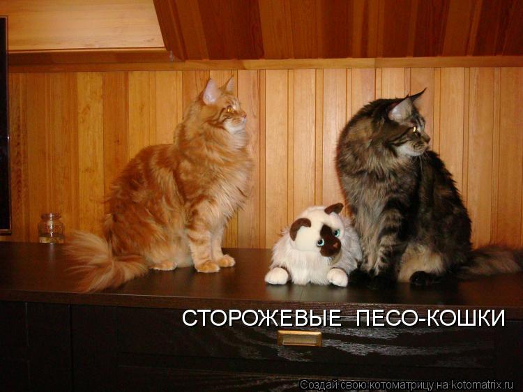 СТОРОЖЕВЫЕ ПЕСО-КОШКИ... Котоматрица: СТОРОЖЕВЫЕ ПЕСО-КОШКИ