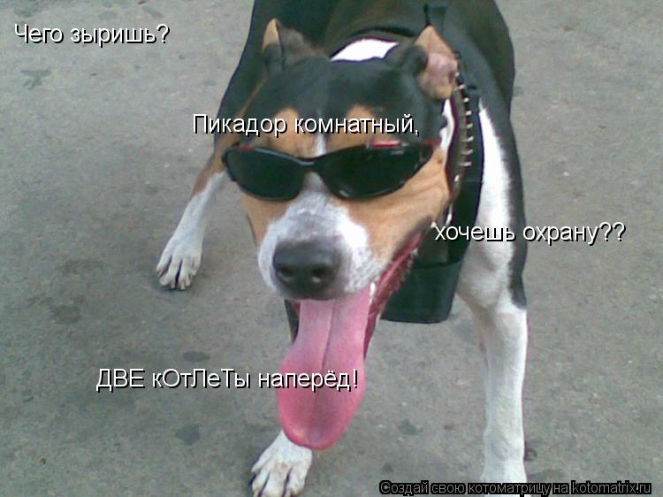 Котоматрица: Чего зыришь? Пикадор комнатный, хочешь охрану?? ДВЕ кОтЛеТы наперёд!