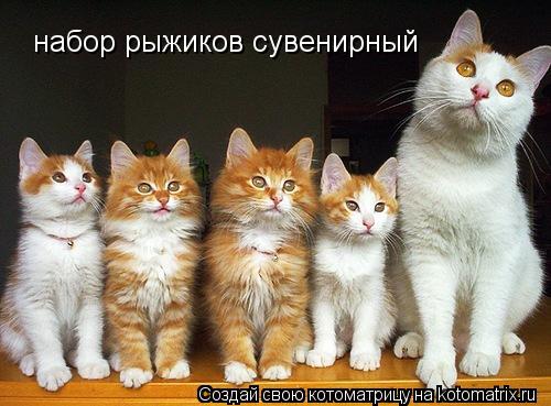 Котоматрица: набор рыжиков сувенирный