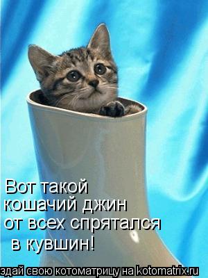Котоматрица: Вот такой  кошачий джин от всех спрятался  в кувшин!
