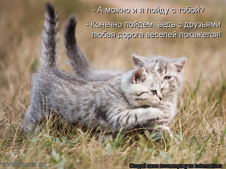 - А можно и я пойду с тобой? - Конечно пойдем, ведь с друзьями любая дорога веселей покажется!... Котоматрица: - А можно и я пойду с тобой? - Конечно пойдем, ведь с друзьями любая дорога веселей покажется!