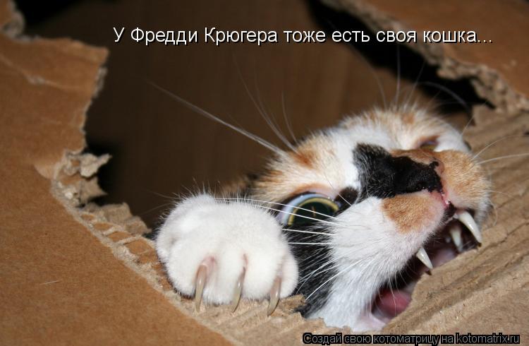 У Фредди Крюгера тоже есть своя кошка...... Котоматрица: У Фредди Крюгера тоже есть своя кошка...