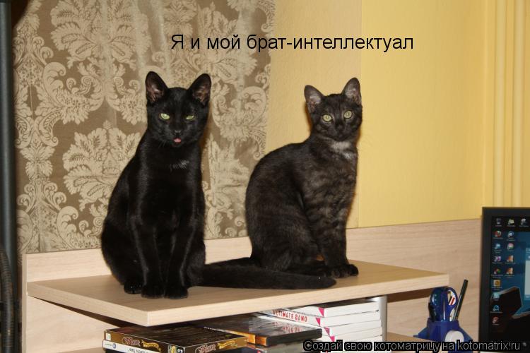 Я и мой брат-интеллектуал... Котоматрица: Я и мой брат-интеллектуал